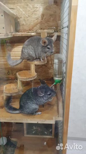 Шиншилла 2 мальчика