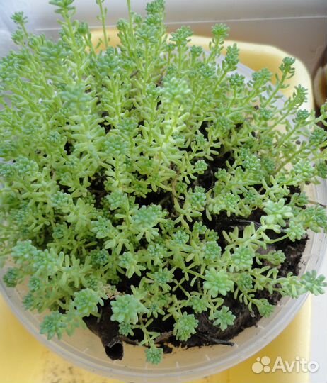 Продам почвокровные с зкс