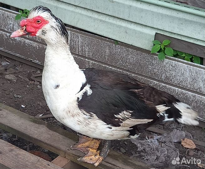 Утки селезень