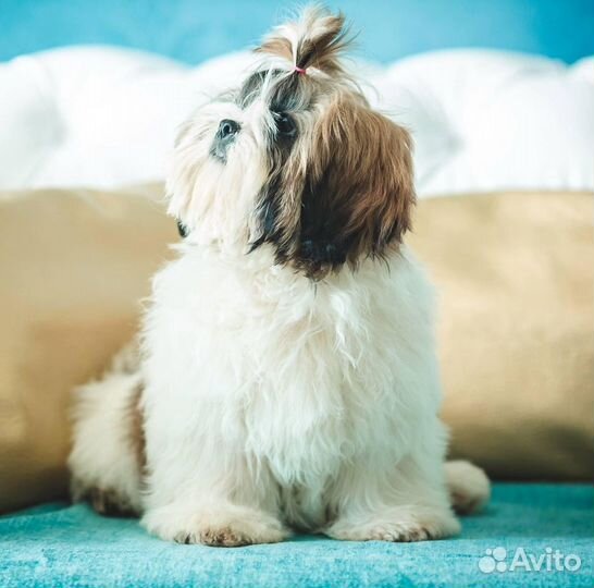 Стрижка собак и кошек любых пород