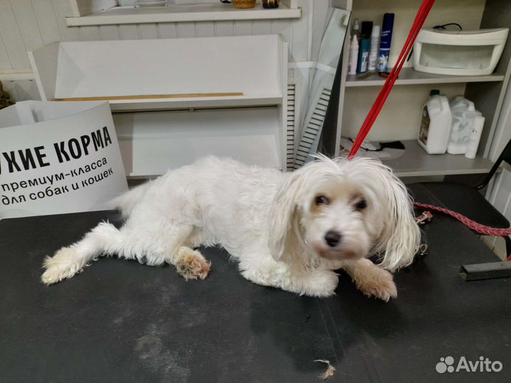 Услуги грумера