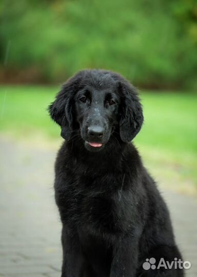 Ретривер (Flat Coated Retriever)