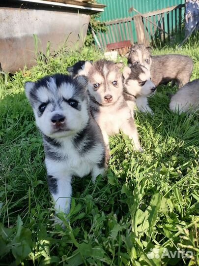 Щенки сибирской хаски