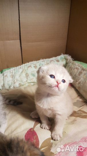 Котята