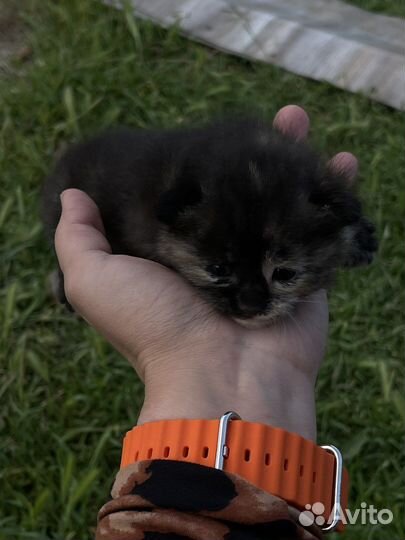 Вислоухие котята