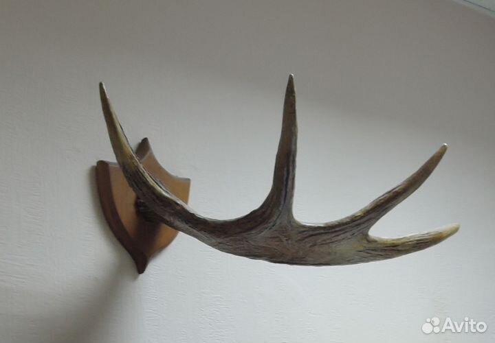 Рог лося на стену с креплением