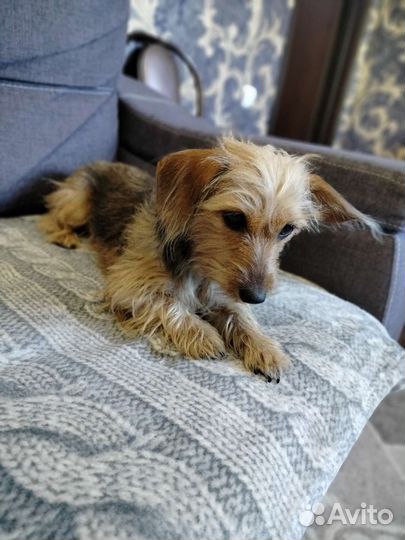 Собаки бесплатно в добрые руки