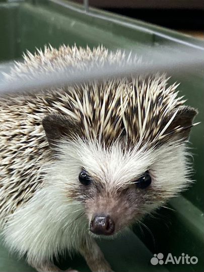 Африканский ежик