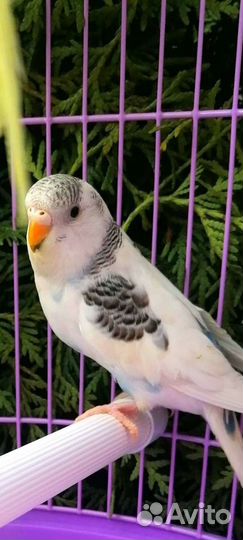 Попугай волнистый и карелла