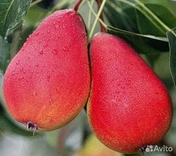 Саженцы зкс из Мичуринска