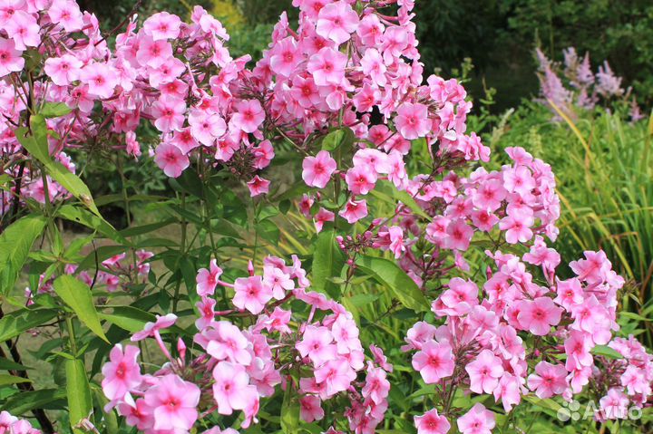 Многолетки, неприхотливые цветы, флоксы