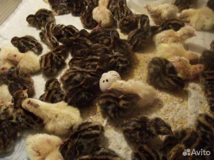 Перепелята