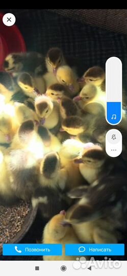 Домашняя птица