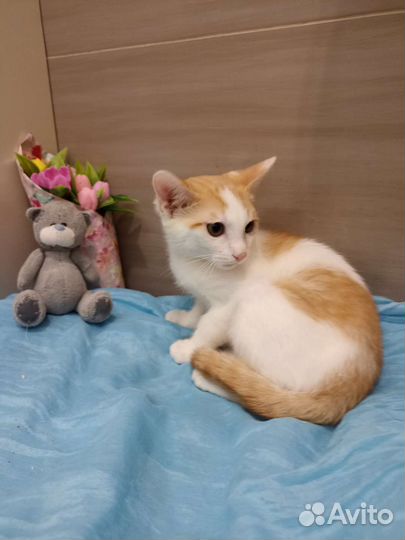 Котенок в добрые руки