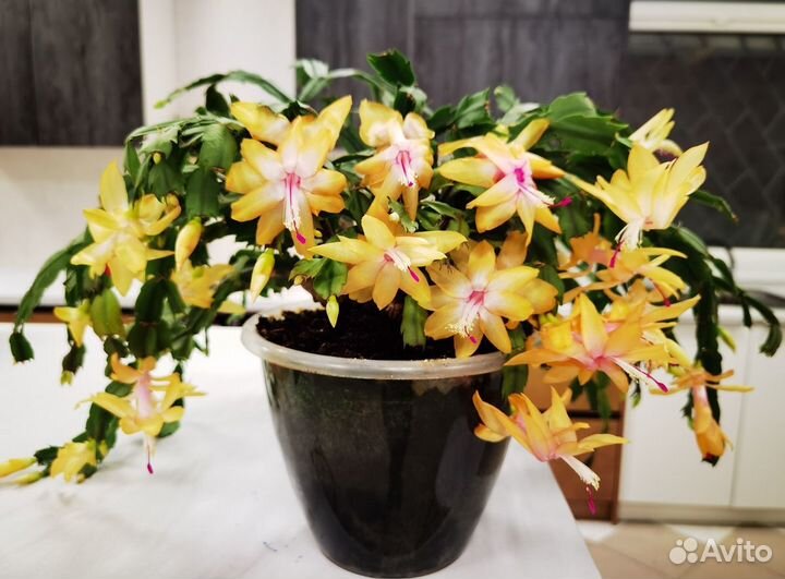 Зацветающий шлюмбергера(декабрист)