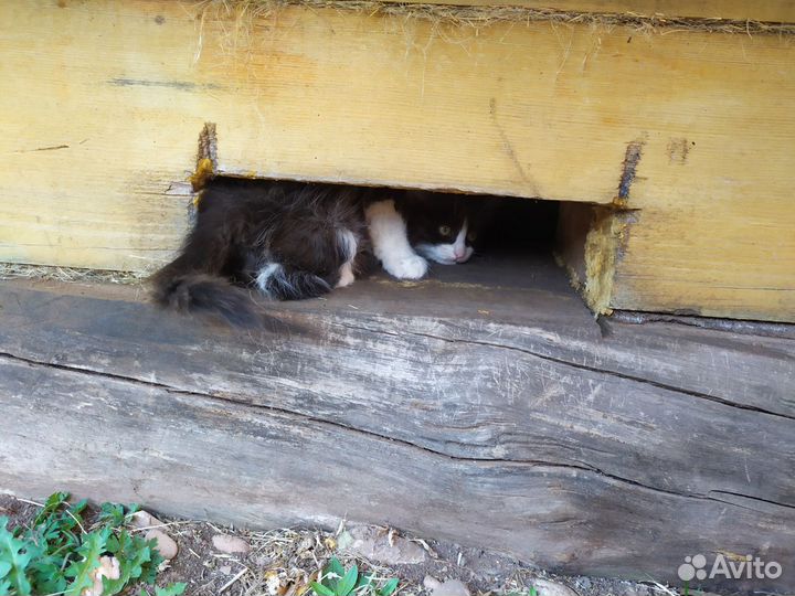 Сибирские котята-девочки в дар хорошим людям