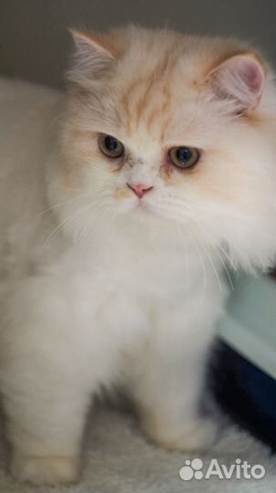 Кот бесплатно