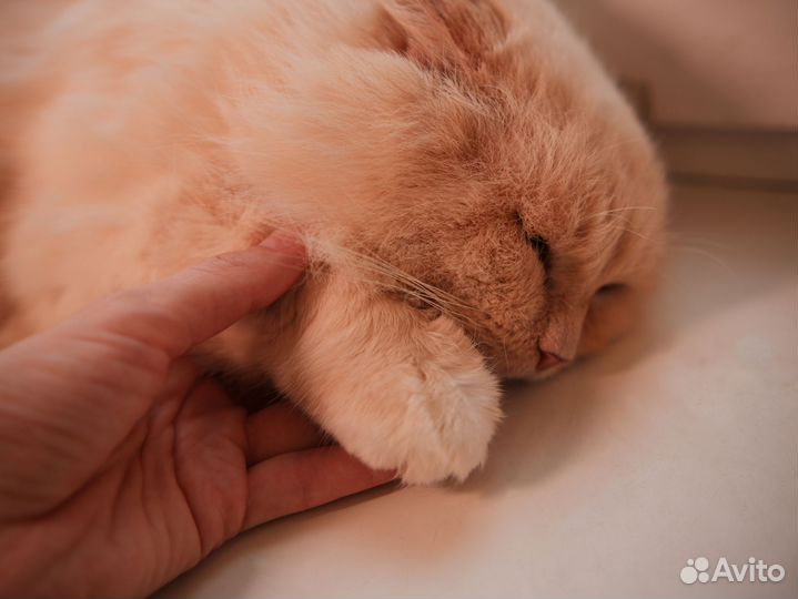 Шикарный кот