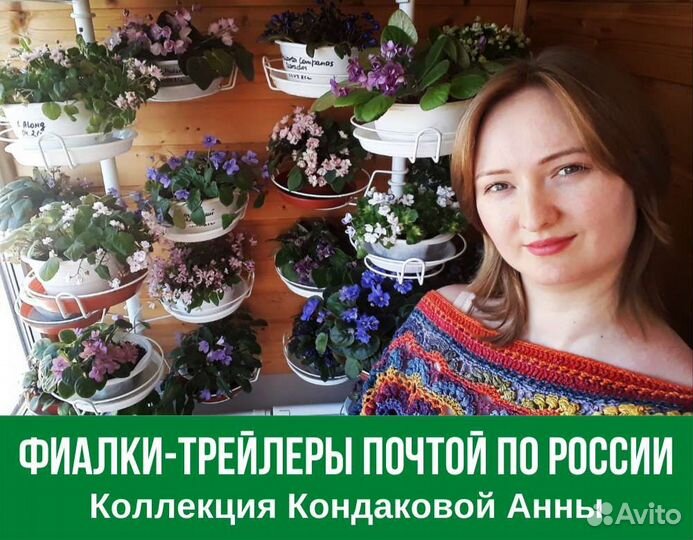 Фиалки-трейлеры Набор новичка: 5 свежеср.пасынков