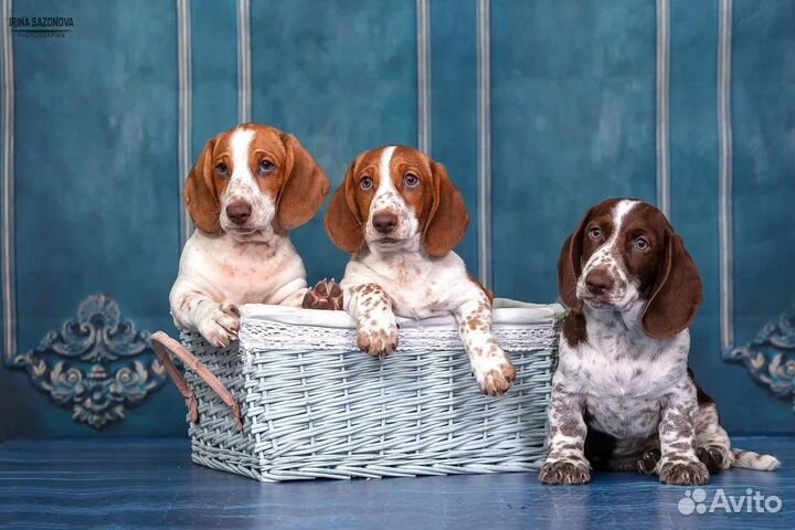 Такса эксклюзивного окраса Пайболд