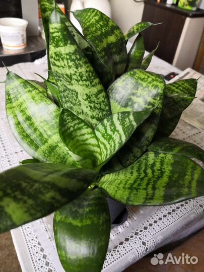 Купить домашние цветы