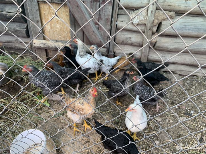 Породистые цыплята, куры, петухи