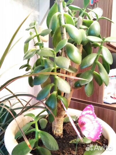 Денежное дерево толстянка