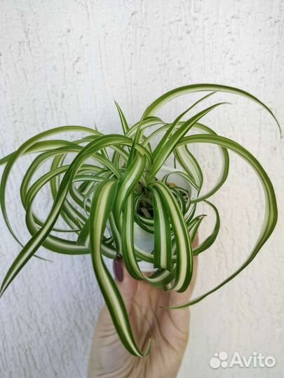 Хлорофитум кудрявый(бонни)