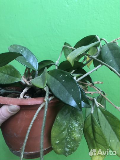 Комнатные растения в дар