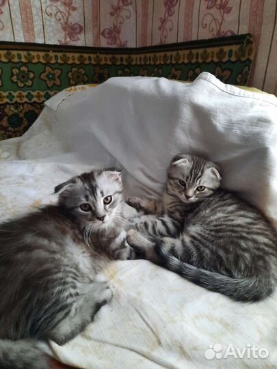 Котята шотландской вислоухой