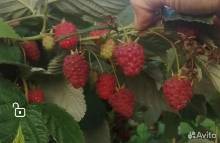 Малина Ремонтантная полана