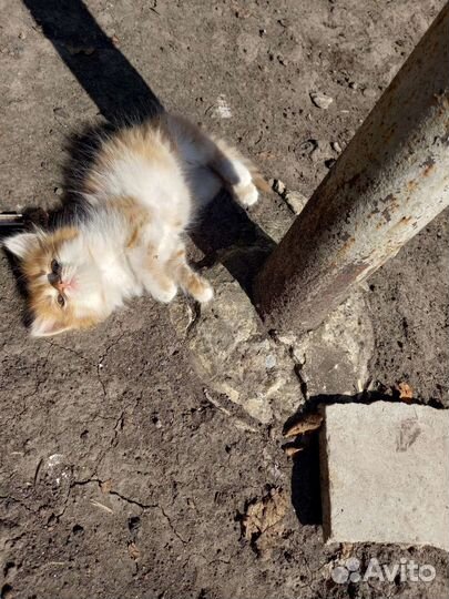 Отдам в добрые руки