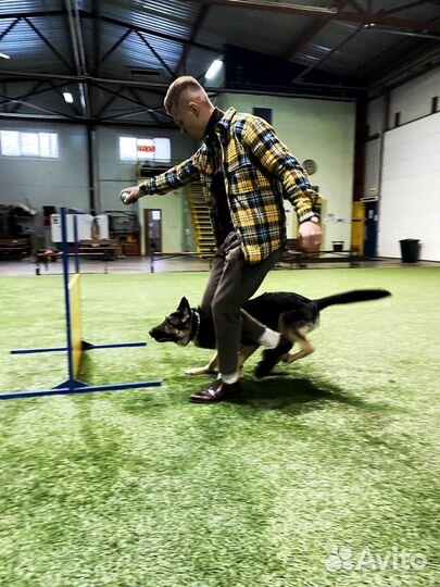 Кинолог / Зоопсихолог