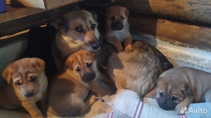 Собака в добрые руки отдам бесплатно