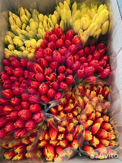 Тюльпаны к 8 марта оптом, букеты