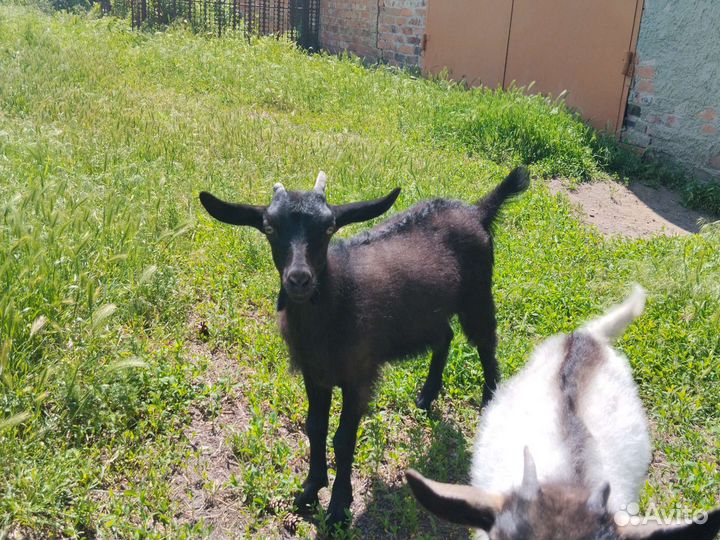Козлята