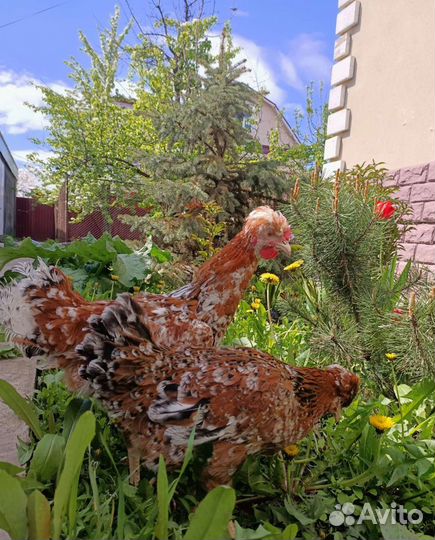 Инкубационное яйцо