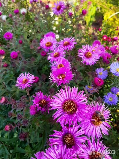 Продаю рассаду, осенние астры
