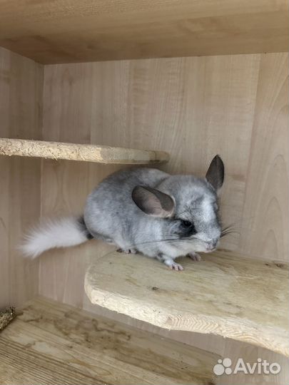 Шиншилла белый вильсон