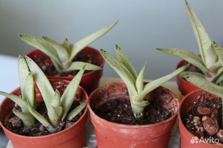 Суккуленты