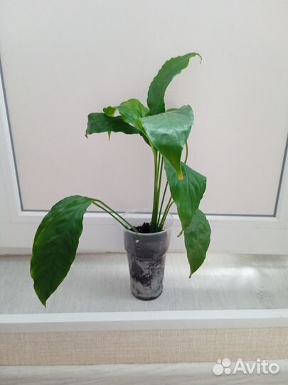 Цветок Спатифиллум Женское счастье