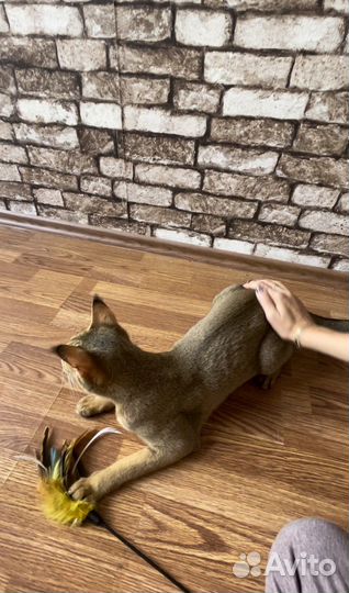 Чаузи ф1-65 девочка