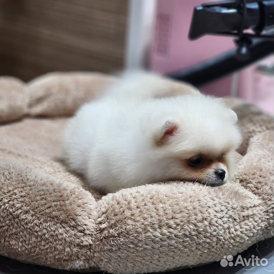 Белый померанский Шпиц