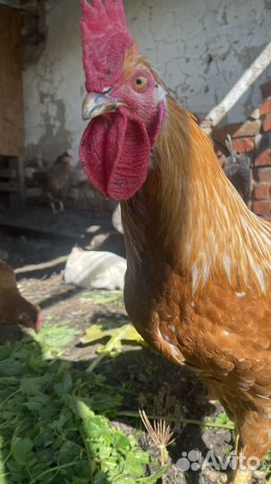 Молодые петушки