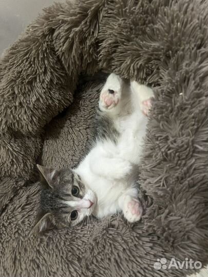 Котенок Китти