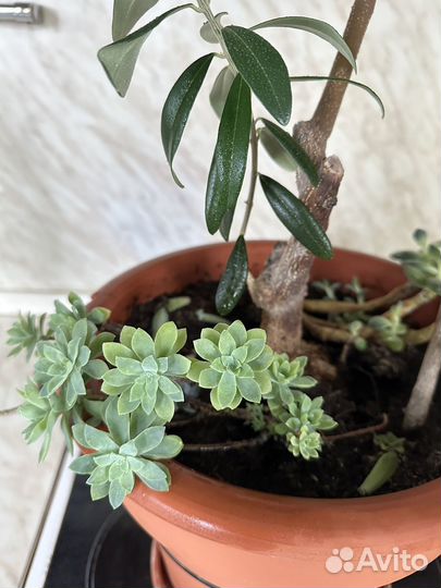 Оливковое дерево оливка