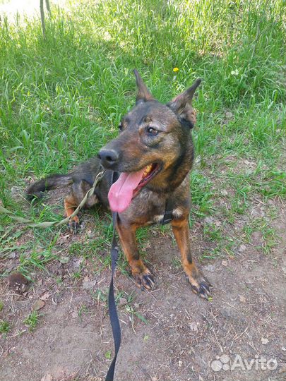 Трусливая Феня тяжело выживает в приюте