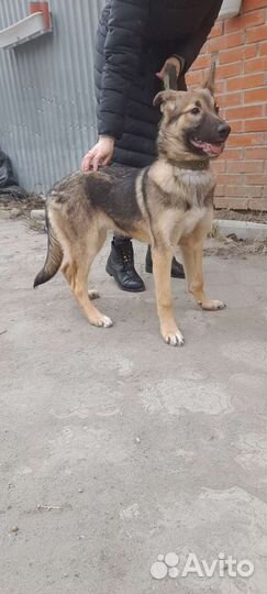 Собака