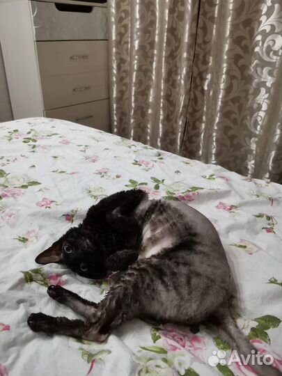 Отдам кота в добрые руки