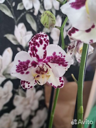 Орхидея фаленопсис бабочка